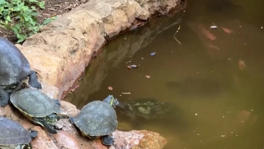 parque zoologico centenario pesimas condiciones