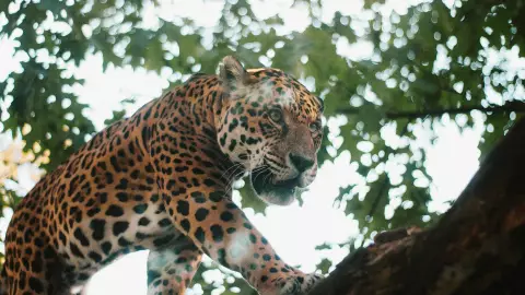 ¡Majestuoso! Captan a un jaguar cruzando las vías de un tren; video
