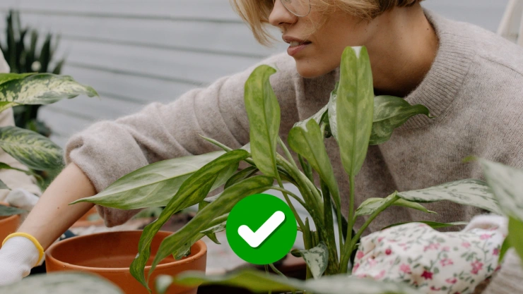 Expertos en plantas de interior coinciden: “Estas son las especies más fáciles de cuidar”
