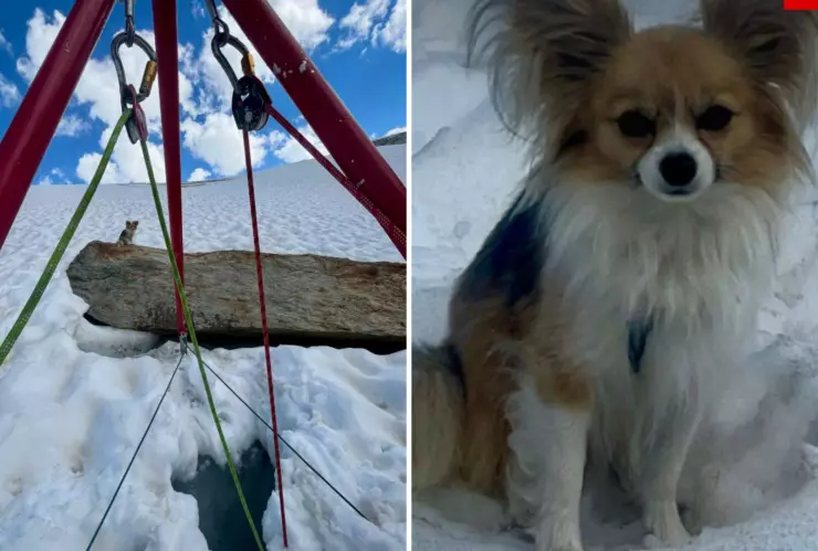 Perrito chihuahua rescata a su dueño de glaciar en Suiza.jpg