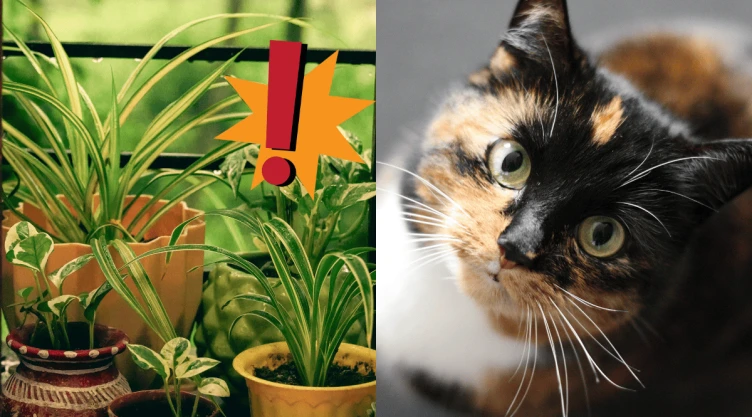 Estas son las plantas que debes eliminar de tu casa si tienes gatos son tóxicas.png