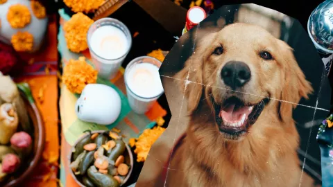 Hazle un altar de muertos a tu lomito con IA; este es el paso a paso para crear una ofrenda virtual