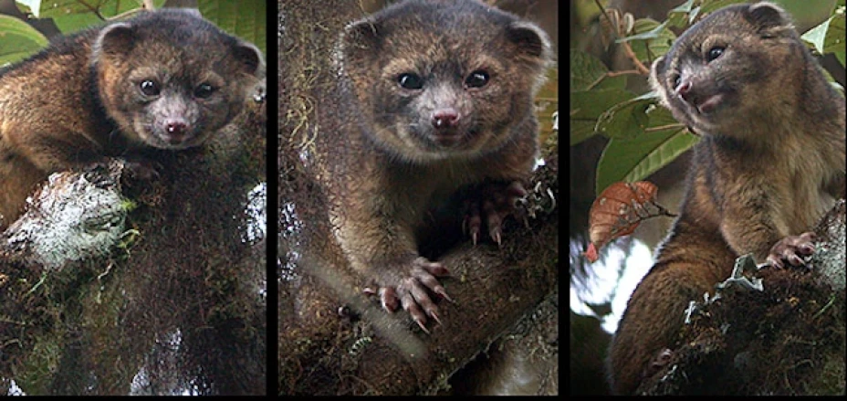 Olinguito