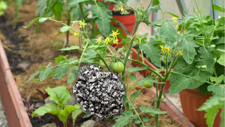 Ni café ni plátano: el ingrediente secreto que debes sumar a tus plantas para que crezca sanas y fuertes
