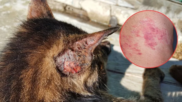 Hongo transmitido de gatos a humanos