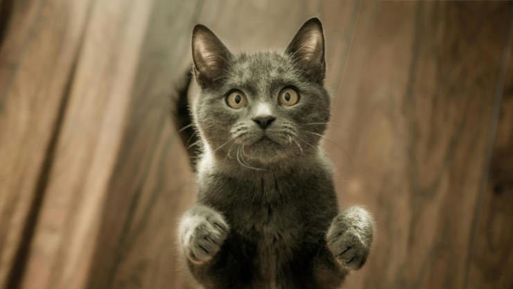 pensión alimenticia gatos
