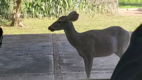vecinos de caucel venado