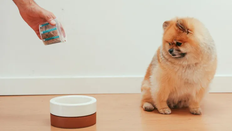 alimento para perros.jpg