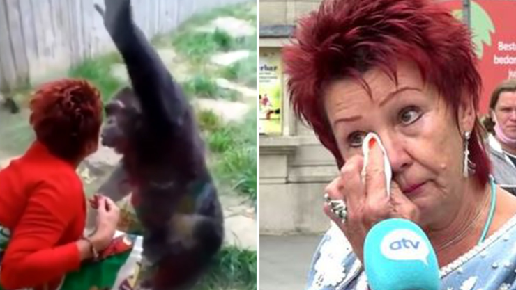 Zoológico se interpone en el romance entre un chimpancé y una mujer