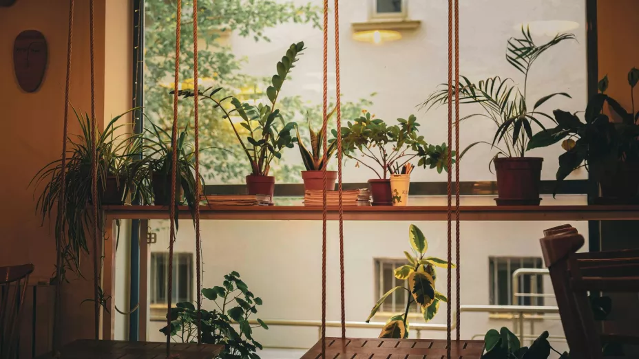 plantas secreto