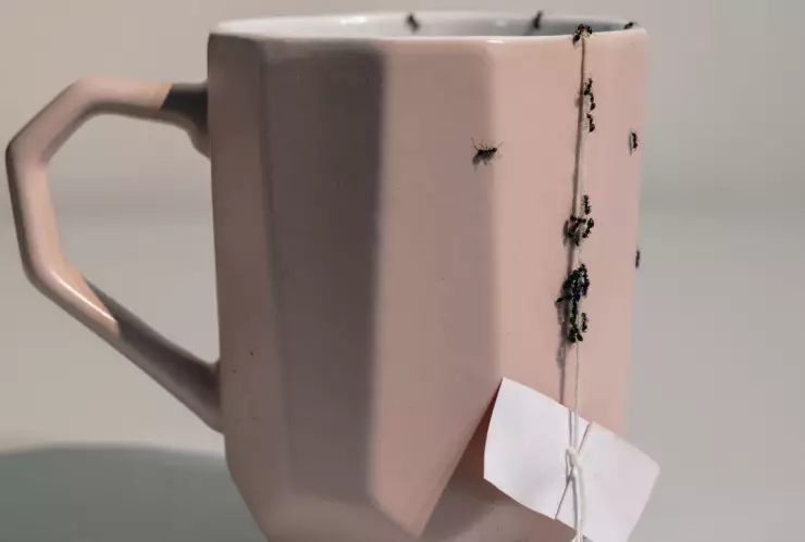 ¿Hormigas en casa? ahúyentalas con este remedio casero