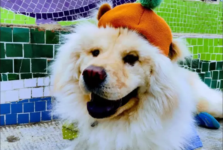 perrito garfio muere estetc