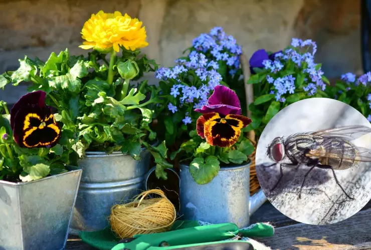 5 plantas para espantar las moscas y despedirte de ellas para siempre