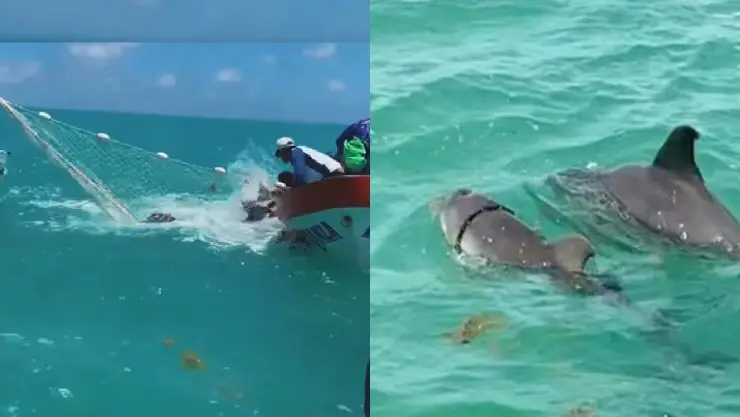 Rescatan a cría de delfín en Sian Ka’an; tenía una soga atorada en su cuerpo (VIDEO)