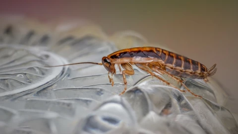 Cucaracha gigante caminado sobre un bowl de cristal