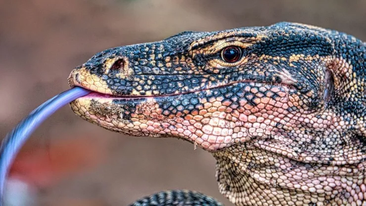 Dragón de Komodo, peligro de extinción, cambio climático a.jpg