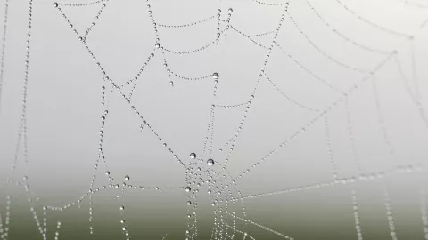 Araña violinista.jpg