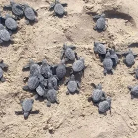 La playa con liberación de tortugas de septiembre a noviembre, cerca de CDMX, y las fechas estimadas para 2026