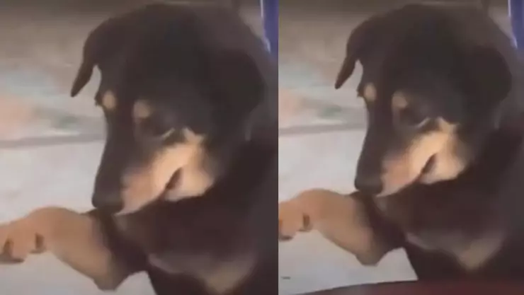 Perro con depresión