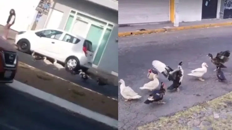 VIDEO: Patos paralizan el tráfico en el centro de Colima; hubo caos vial en Av. Pino Suárez