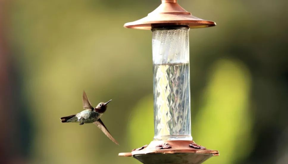 Así puedes adoptar un colibrí