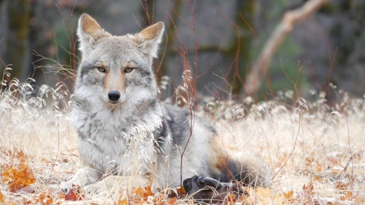 Postal de un coyote gris