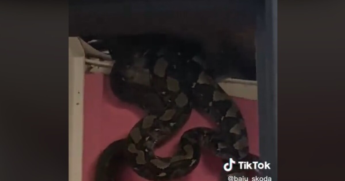 VIDEO ¡Qué pavor! Pitones gigantes se apareaban en una casa