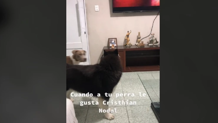 Perrita canta canción de Christian Nodal