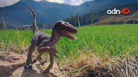 ¿Dinosaurio merodea el jardín de una mujer en Florida?