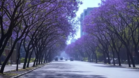 Colores que pueden tener las jacarandas además de moradas dónde verlas en CDMX