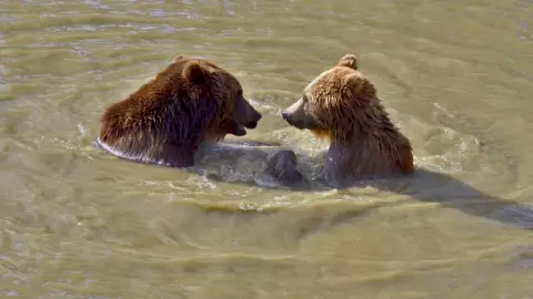 VIDEO: Osos se refrescan en la alberca de una residencia y se viralizan