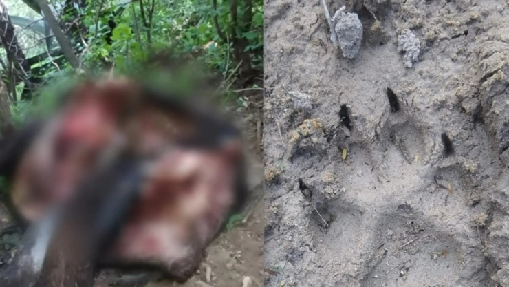 depredador de hermenegildo galeana acatlán puebla