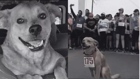 Muere ‘Chicles’, el perrito maratonista que inspiró a corredores por envenenamiento en Tijuana