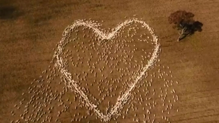 pastor-corazon-ovejas