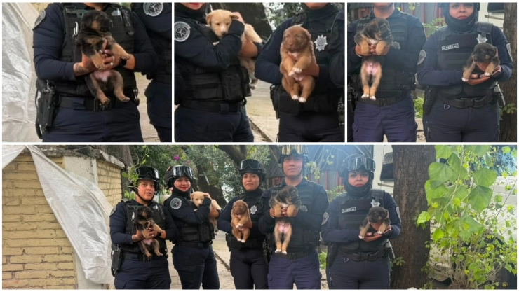 Policías salvan a cinco cachorros abandonados en la calle en CDMX.