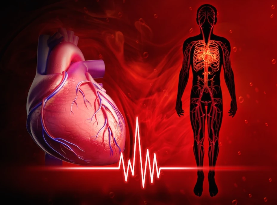 Salud cardiovascular
