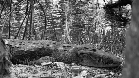 VIDEO: Hombre se lanzó a laguna llena de cocodrilos en Tabasco; sobrevivió de forma dramática