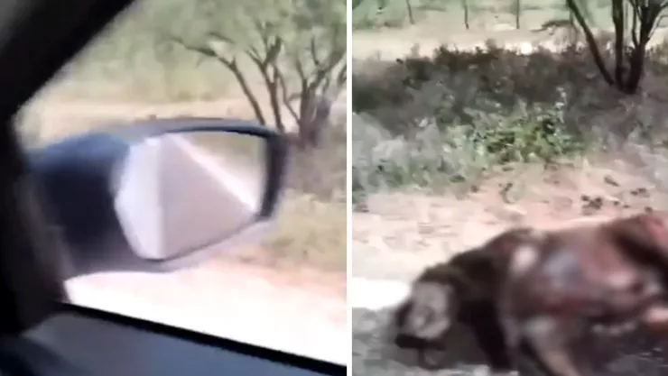 Captan a nahual muerto sobre la carretera