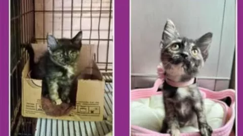 ¿Quién es la bebé Frida, gatita rescatada que hoy vive en una casa llena de amor?