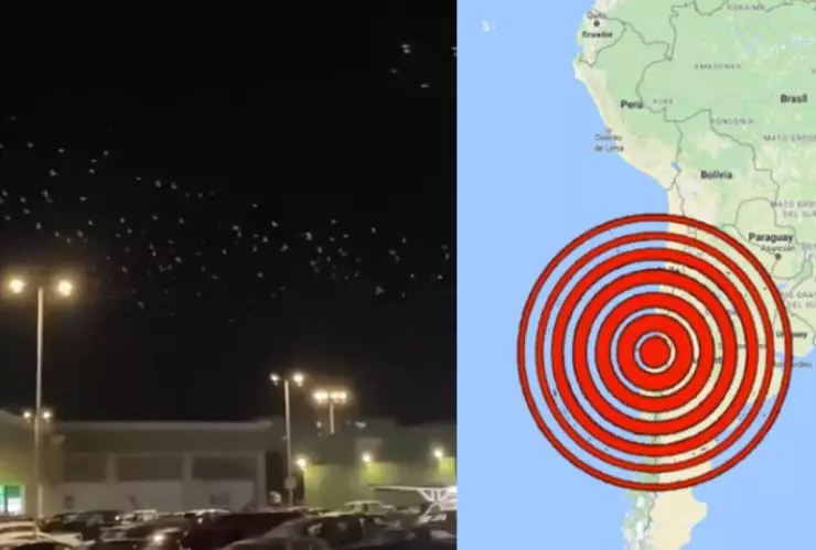 VIDEO: Captan a aves huyendo tras fuerte sismo en Chile hoy miércoles