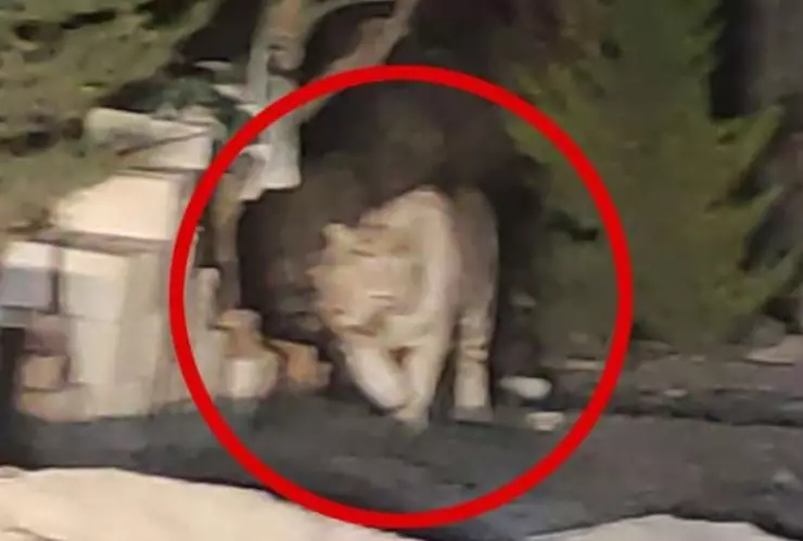 Matan a tigre blanco que merodeaba por calles de Querétaro
