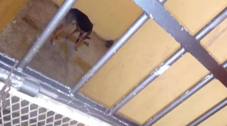 Alcalde da pena de muerte a perro en Oaxaca lo deja morir de hambre
