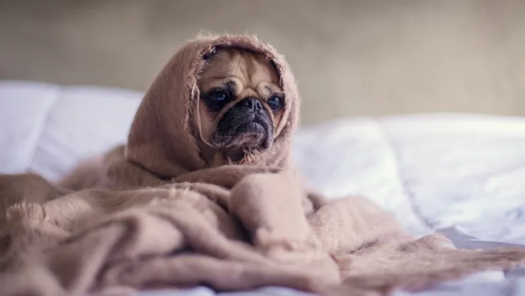 ¿Cómo cuidar a tu mascota de las bajas temperaturas?