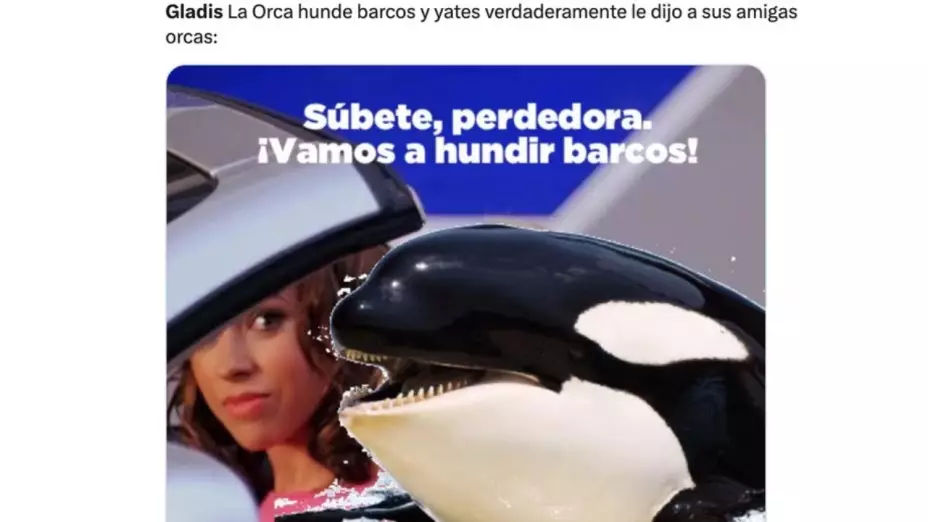 Estos son los mejores memes de la orca ‘Gladis’ que hunde yates en pandilla