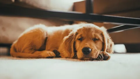 se dice que los perros y los gatos no van al cielo