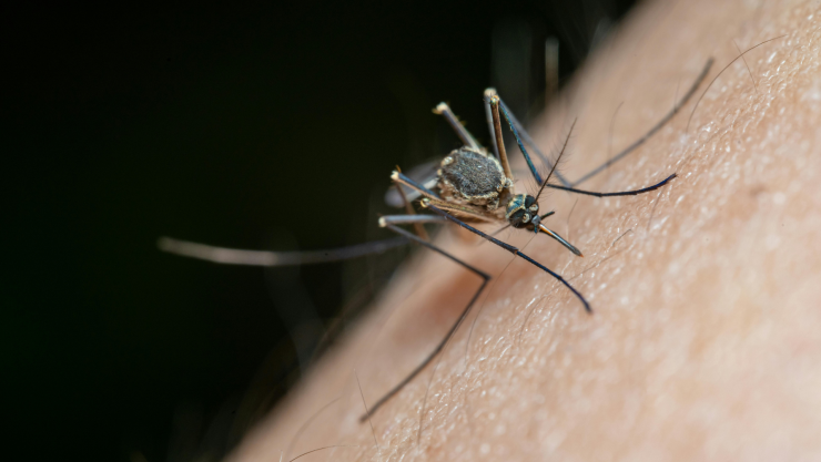 Primer Caso de Dengue en
