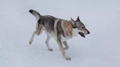 Perro lobo invade los Juegos Olimpicos de Invierno 2026