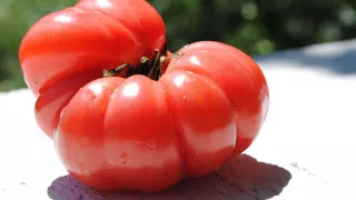 ¡A la baja! Este es el precio del kilo de jitomate en el Mercado de Abastos de Guadalajara