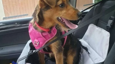 perrito recuperado.jpg