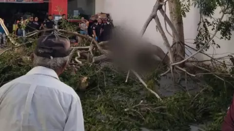 arbol cae sobre persona.